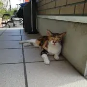 sanetaroの画像