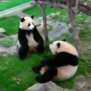 ☆ぱんだ☆の画像