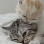 サンニ