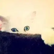 ne-koの画像
