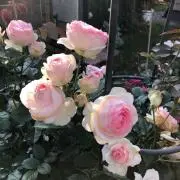 あーやんの画像