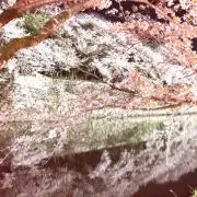 かわうその画像