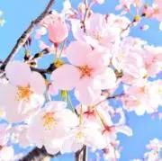 Image of もこ