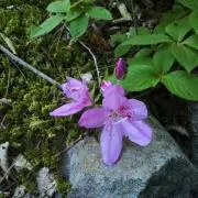 ふしぎ草の画像