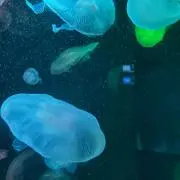 まー 【最短即日発送】