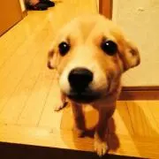 てつおまん★発送は火金曜日★値下げ不可の画像