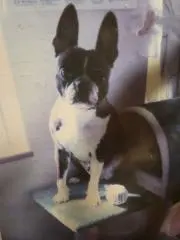 くにっきーの画像