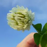 蒼いペガサスの画像