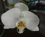 うたちゃんの画像