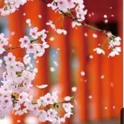 jiluginaの画像