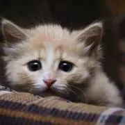 ※プロフ必読※てらの画像