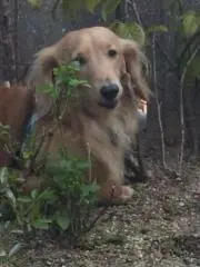 チョコの画像