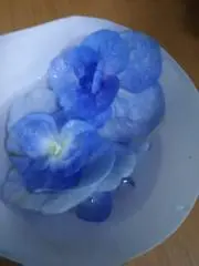 くろまの画像