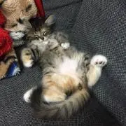 ぴよの画像