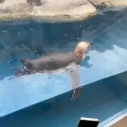 ばぶろん