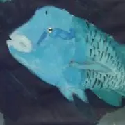 ゆみりん