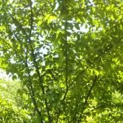 どーなつの画像
