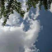 せり