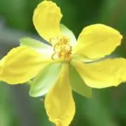 Funaki♡植物購入前にコメント下さいの画像