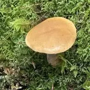 くぺの画像