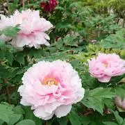 えみりんこの画像