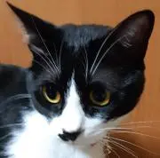 まさき