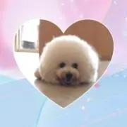 しろくまの画像