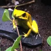 はなたれの画像