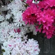 えみの画像
