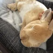 あやの画像