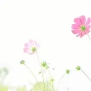 c.c.milkyの画像