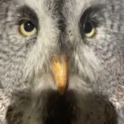bbの画像