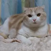 ちまきの画像