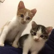 あきの画像