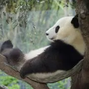 りんりん