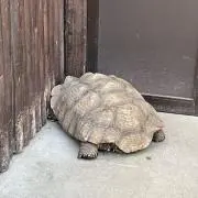 wakakeloveの画像