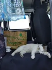 ねこ♡ᵕ̈*⑅の画像