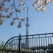 すいかの画像