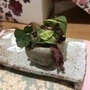 ああり