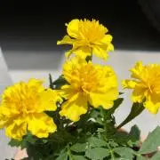 みいの画像