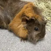 モカ