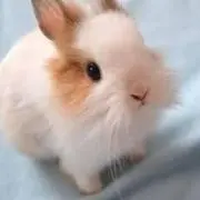akkの画像