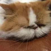✨スモールサイズ✨プロフィール必読！の画像