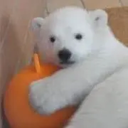kumaの画像
