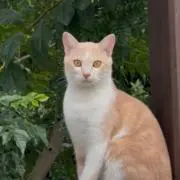 ちびの画像