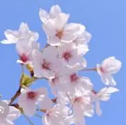 さくらの画像