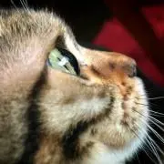 Ark(プロフご覧願います)の画像