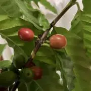 リチャード