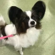 ばんびの画像