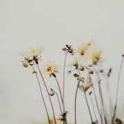 chiの画像